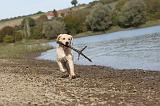LABRADOR 162